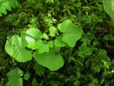 Cardamine clematitis, photographed by Evan M. Raskin