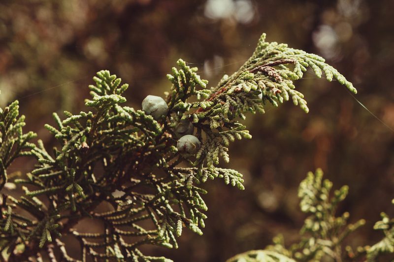Juniperus monticola, photographed by Claudio Cantú Muñiz