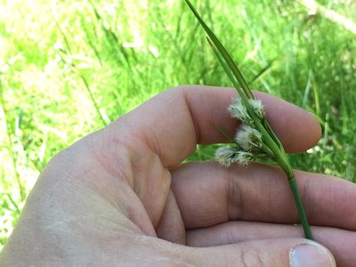 Eriophorum viridicarinatum, photographed by Derek