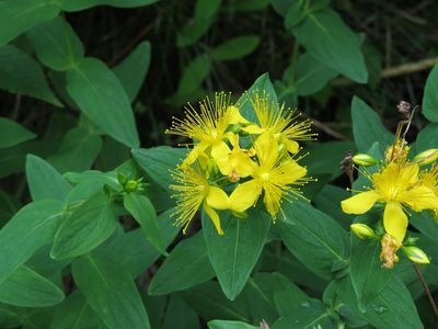 Hypericum graveolens, photographed by Evan M. Raskin