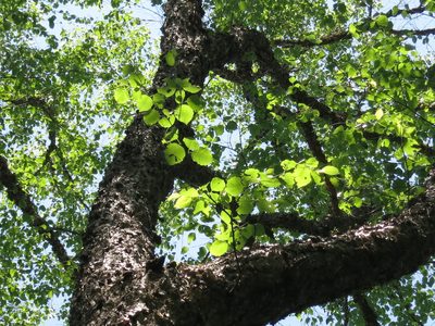 Betula davurica, photographed by Repina Tatyana