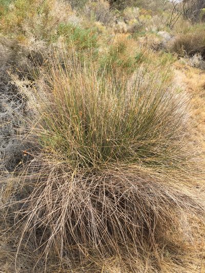 Juncus cooperi, photographed by Lynn Sweet