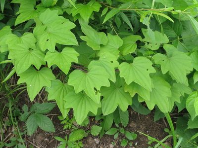 Dioscorea nipponica, photographed by Repina Tatyana