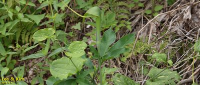 Arisaema heterophyllum, photographed by Kim, Hyun-tae