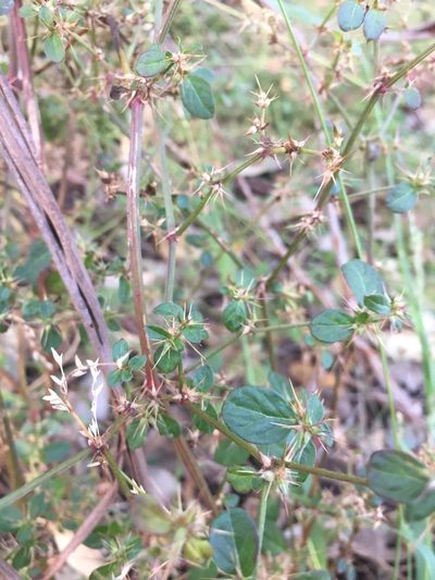 Nyssanthes diffusa, photographed by Guy Taseski