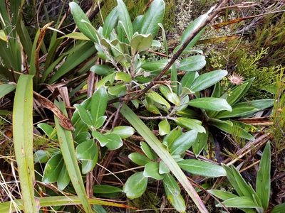 Brachyglottis buchananii, photographed by Brett Sandford