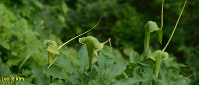 Arisaema heterophyllum, photographed by Kim, Hyun-tae