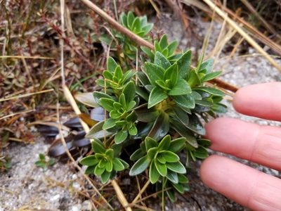 Gentianella impressinervia, photographed by Brett Sandford