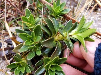 Gentianella impressinervia, photographed by Brett Sandford