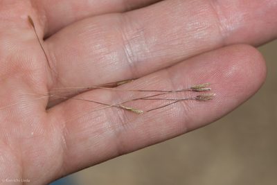 Nassella lepida, photographed by Ken-ichi Ueda