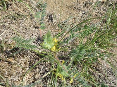 Astragalus exscapus, photographed by Pavel Kacl