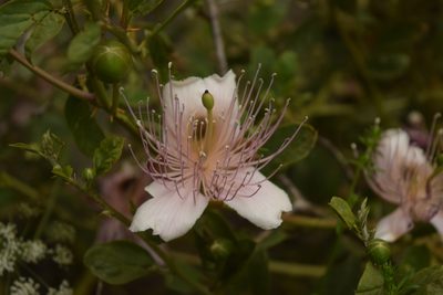 Capparis spinosa, photographed by Natalya Ivanova