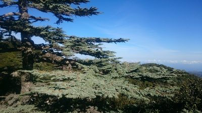 Cedrus brevifolia, photographed by Olivier Argagnon