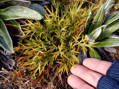 Aciphylla hookeri, photographed by Brett Sandford