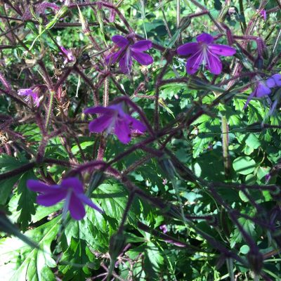 Geranium reuteri, photographed by Dan Scali
