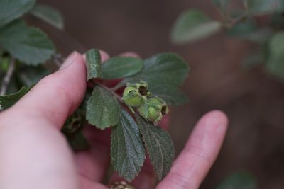 Crataegus uniflora, photographed by Michelle W. （鍾偉瑋）