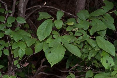 Styrax grandifolius, photographed by Michelle W. （鍾偉瑋）