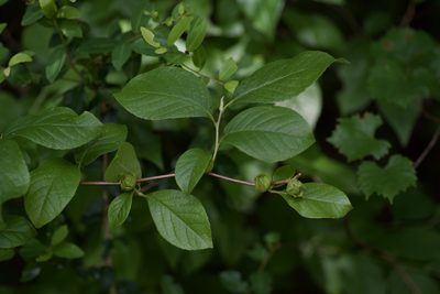 Stewartia malacodendron, photographed by Michelle W. （鍾偉瑋）