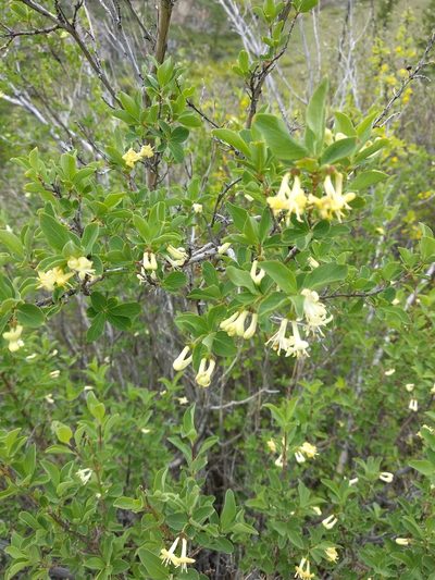 Lonicera microphylla, photographed by Svyatoslav Knyazev