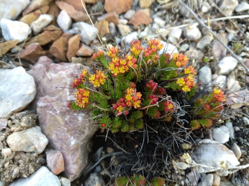Rhodiola coccinea, photographed by Svyatoslav Knyazev