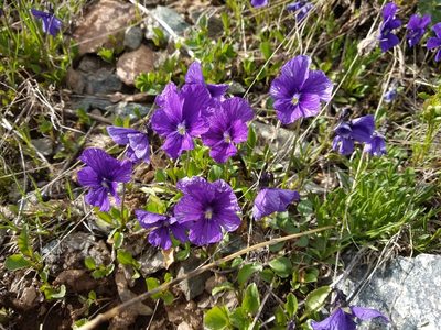 Viola altaica, photographed by Svyatoslav Knyazev