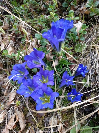 Gentiana grandiflora, photographed by Svyatoslav Knyazev
