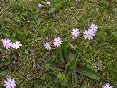 Primula nutans, photographed by Svyatoslav Knyazev