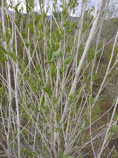 Salix ledebouriana, photographed by Svyatoslav Knyazev