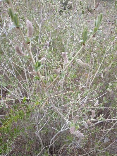 Salix ledebouriana, photographed by Svyatoslav Knyazev