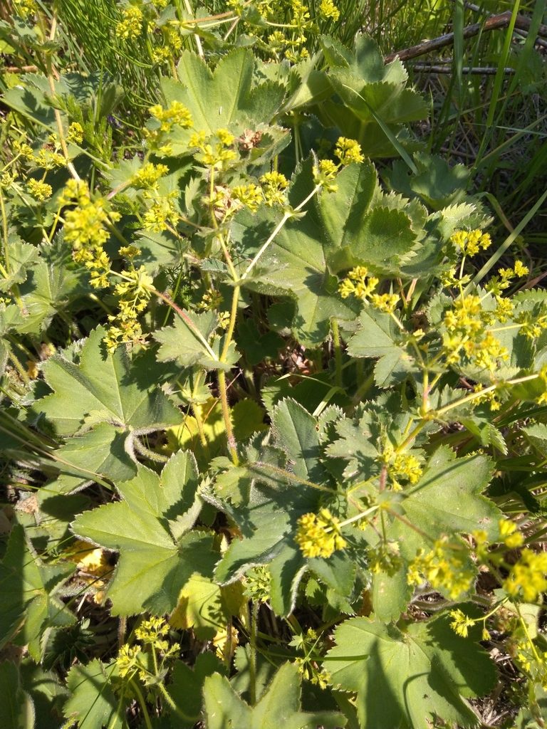 Alchemilla zimoenkensis, photographed by Андрей Суравенков