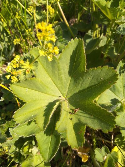 Alchemilla zimoenkensis, photographed by Андрей Суравенков