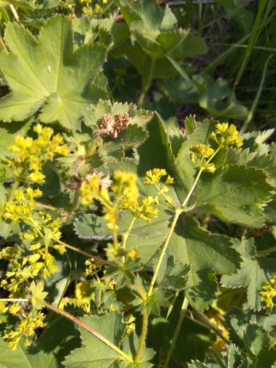 Alchemilla zimoenkensis, photographed by Андрей Суравенков