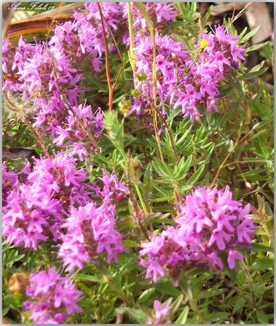 Thymus numidicus, photographed by Aissa Djamel Filali