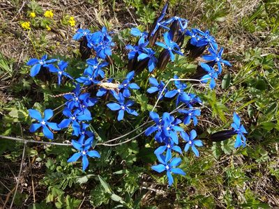 Gentiana uniflora, photographed by Svyatoslav Knyazev