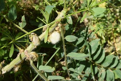 Astragalus sieversianus, photographed by Natalya Ivanova