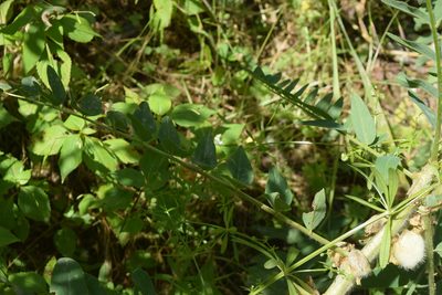Astragalus sieversianus, photographed by Natalya Ivanova