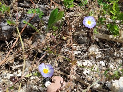 Convolvulus tricolor, photographed by Pieter Huybrechts