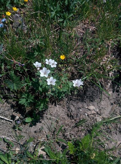 Geranium rivulare, photographed by aroche