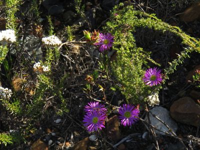 Erepsia anceps, photographed by Jeremy Gilmore