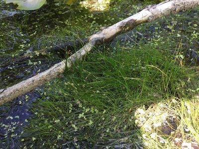 Eleocharis intermedia, photographed by Summit Metro Parks