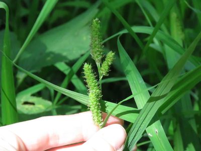 Carex shortiana, photographed by Katie Kucera
