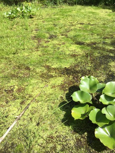 Eleocharis intermedia, photographed by Summit Metro Parks