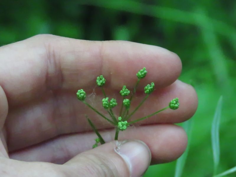 Perideridia americana, photographed by Katie Kucera