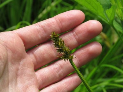Carex alopecoidea, photographed by Katie Kucera
