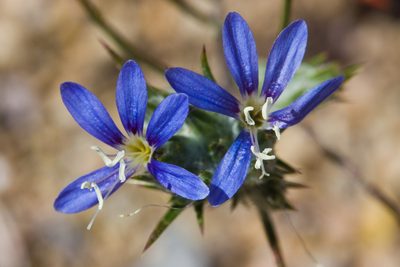 Eriastrum virgatum, photographed by Ken-ichi Ueda