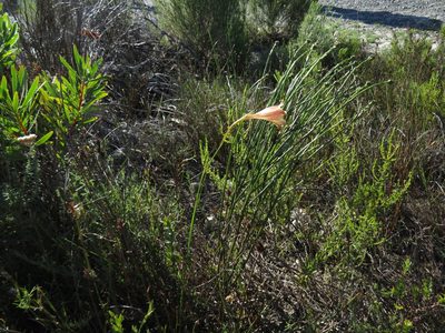 Gladiolus maculatus, photographed by Jeremy Gilmore