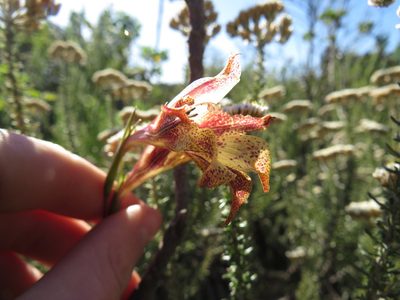 Gladiolus maculatus, photographed by Jeremy Gilmore