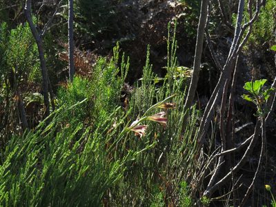 Gladiolus maculatus, photographed by Jeremy Gilmore