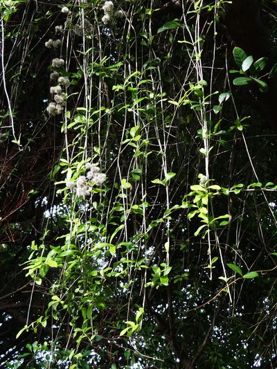 Decaneuropsis gratiosa, photographed by 葉子