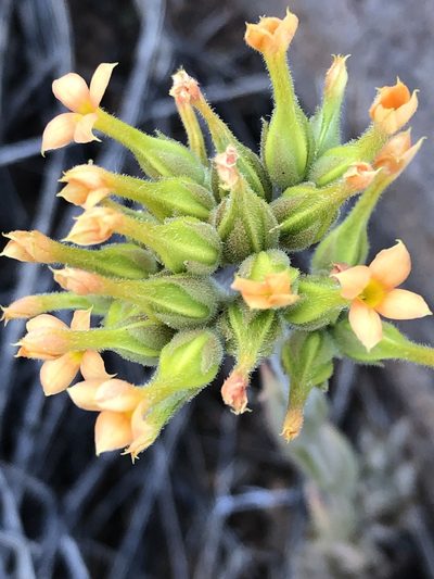Kalanchoe lanceolata, photographed by Dave U